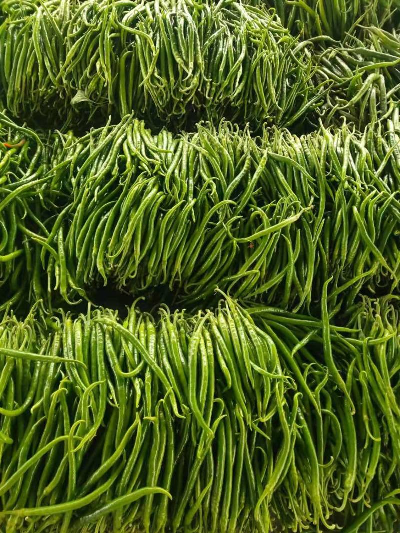 费县精品线椒鲜辣椒现已大量上市发往全国各地欢迎订购