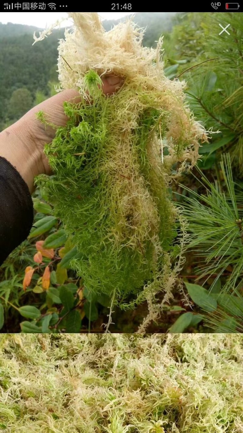 水苔