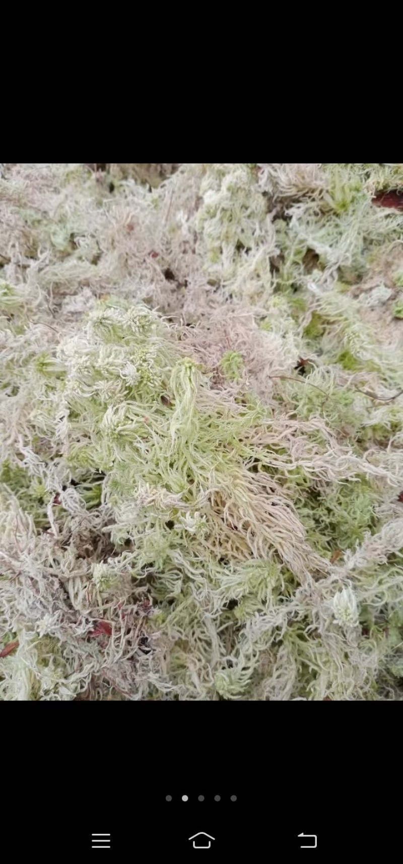 水苔