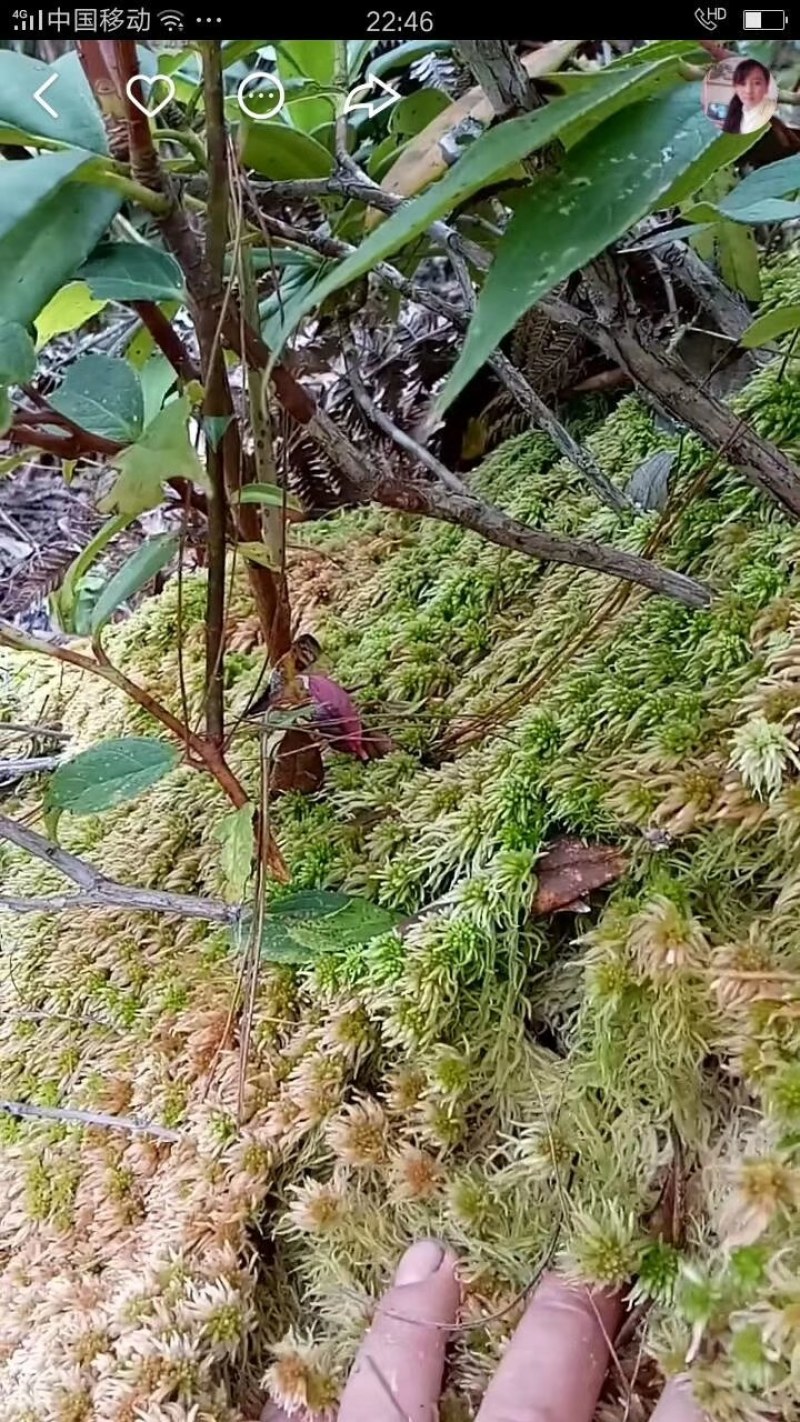 水苔