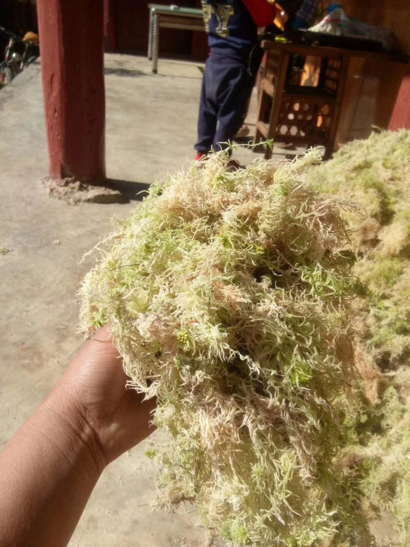 水苔