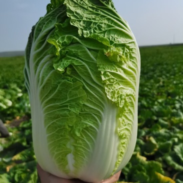 产地直供，大白菜，小义和秋白菜，春夏王白菜，货源充足。