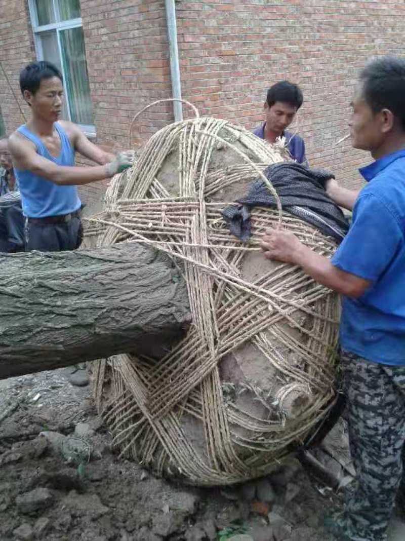 刺槐/绿化苗木/乔灌木/槐树/刺槐/林木种苗/原生态树苗