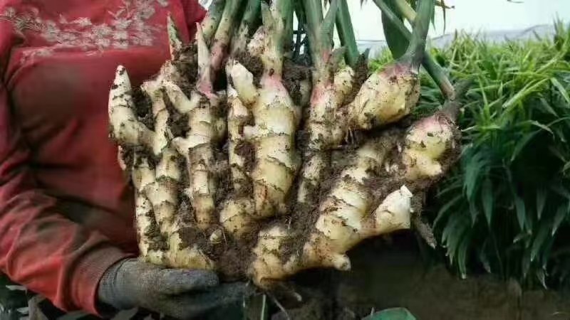 无土栽培大姜的基质袋种植现场