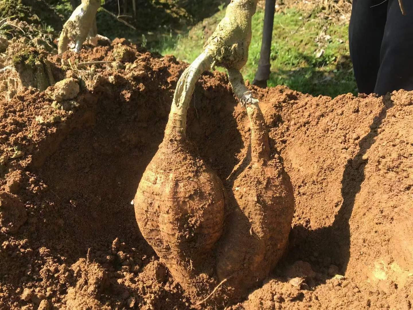 秋季喷施钾肥图