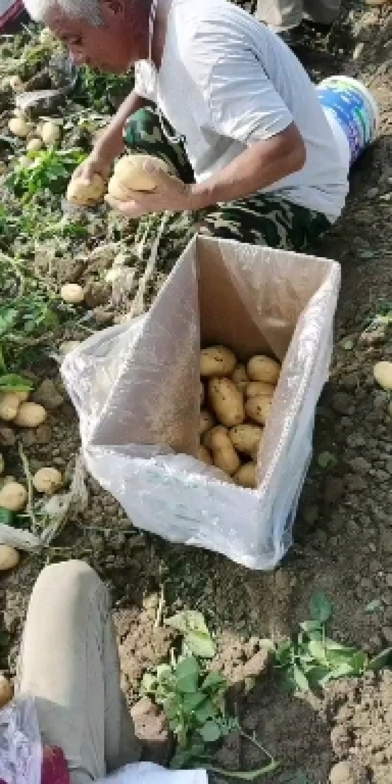 张北坝上黄皮黄心白心土豆，一家基地直销