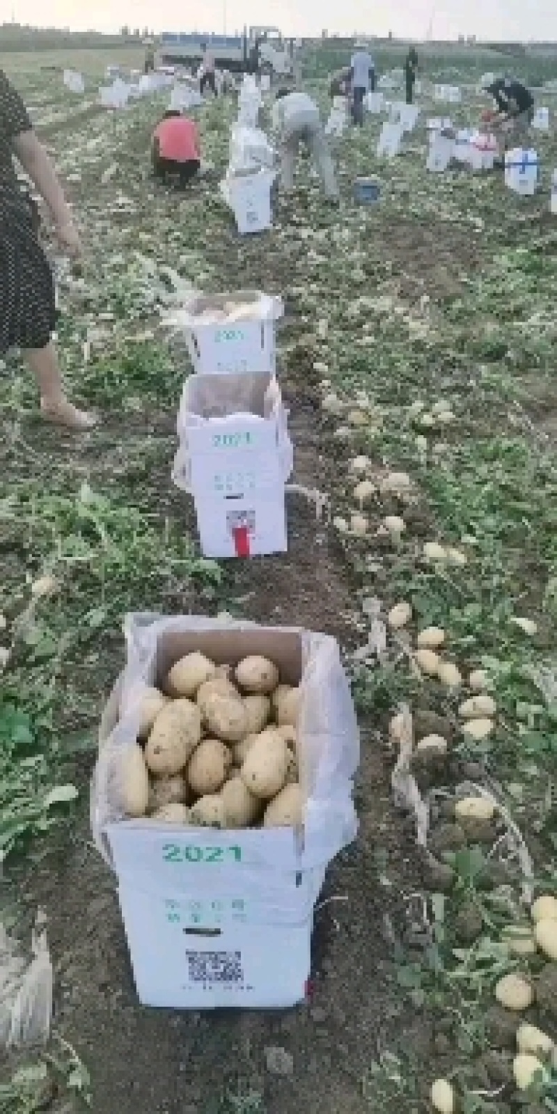 张北坝上黄皮黄心白心土豆，一家基地直销