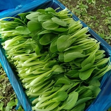 青菜、鸡毛菜