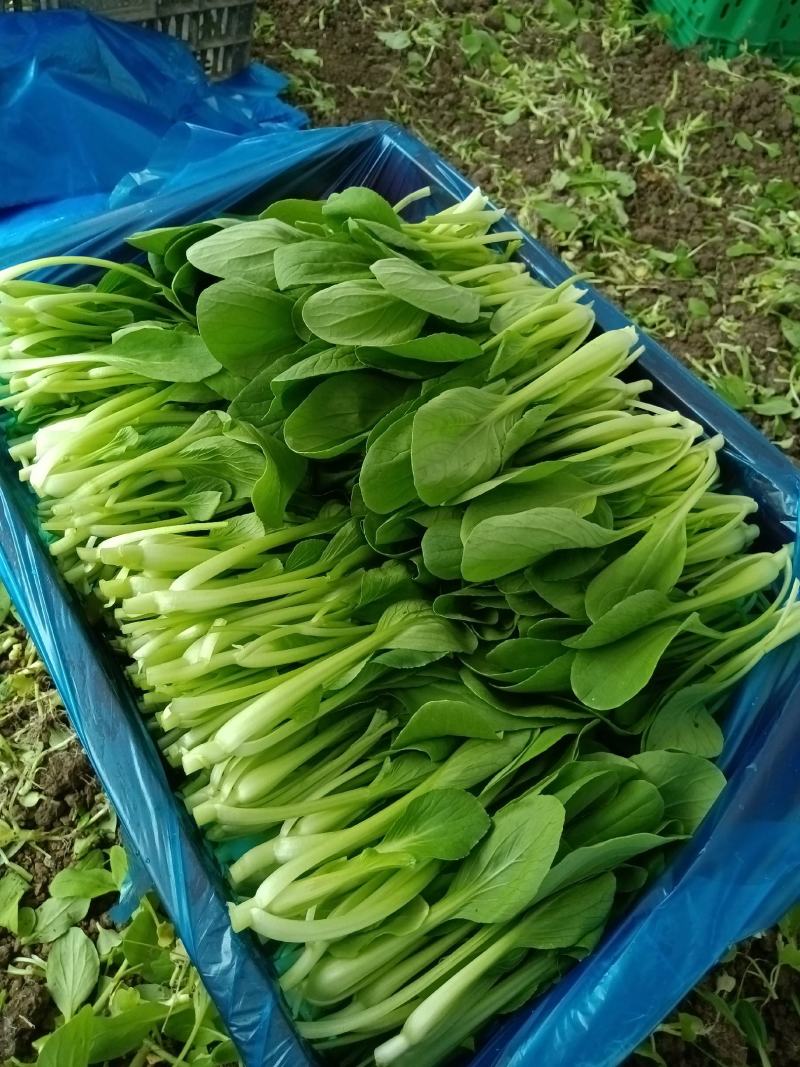 青菜、鸡毛菜