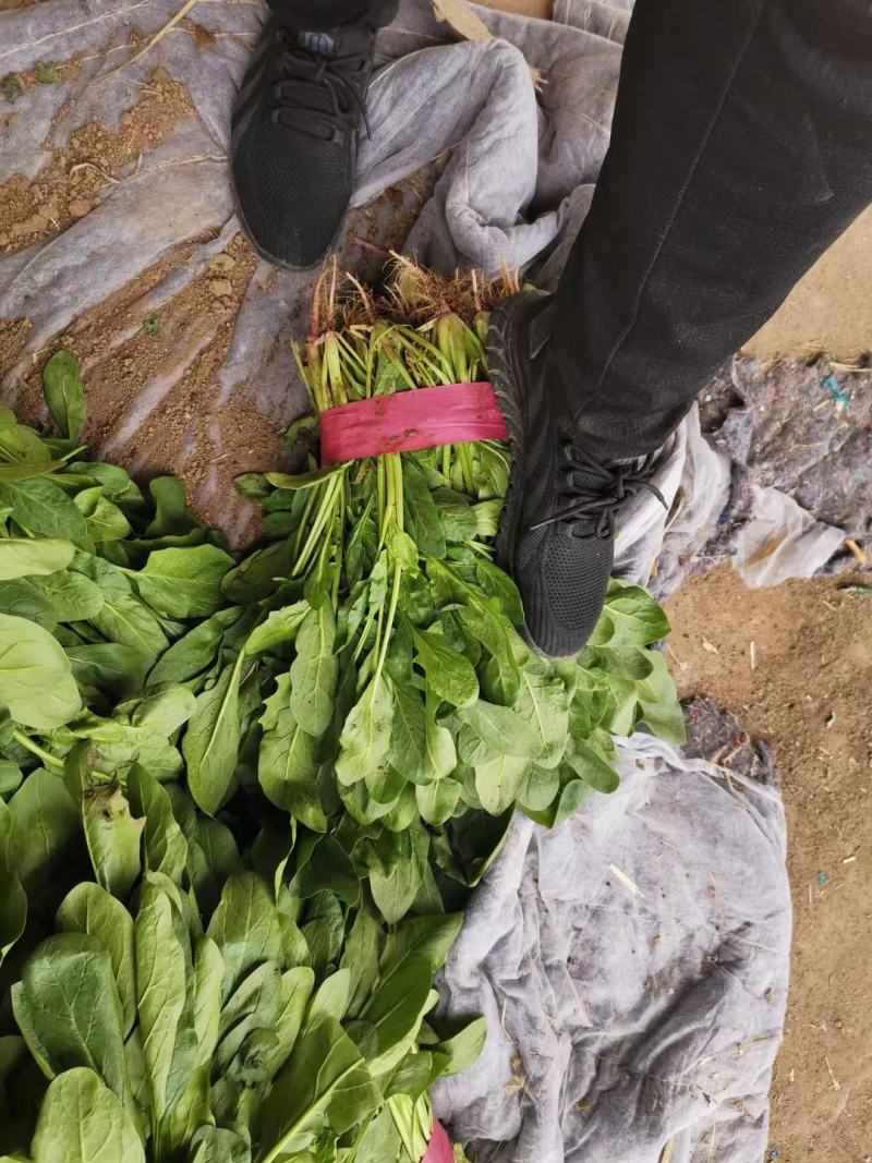 河北邯郸产地精品菠菜，叶片大，颜色绿，欢迎全国商超采购