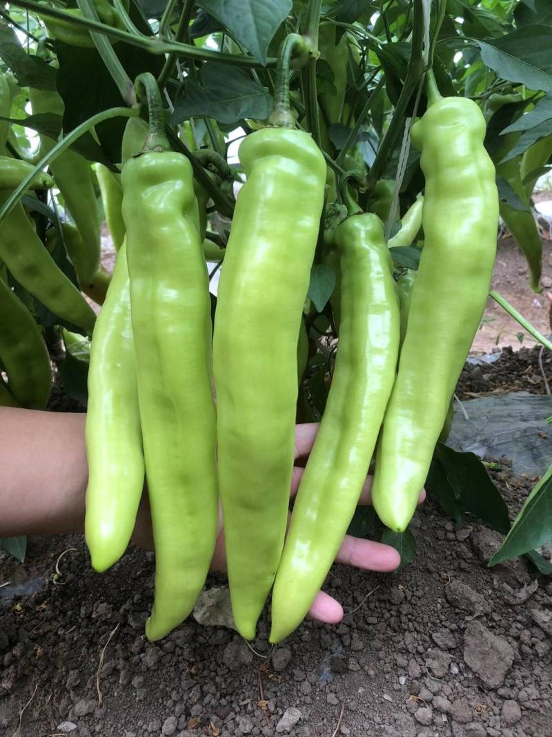 龙克均噻菌铜大白菜软腐病烟草野火病黄瓜角斑病