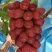 龙克均噻菌铜大白菜软腐病烟草野火病黄瓜角斑病