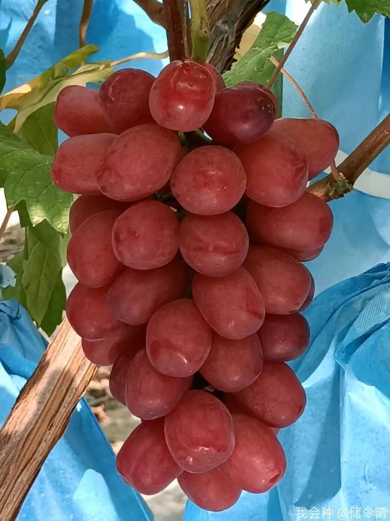 龙克均噻菌铜大白菜软腐病烟草野火病黄瓜角斑病