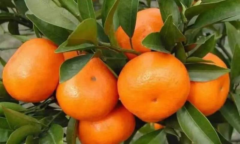 龙克均噻菌铜大白菜软腐病烟草野火病黄瓜角斑病