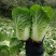 龙克均噻菌铜大白菜软腐病烟草野火病黄瓜角斑病