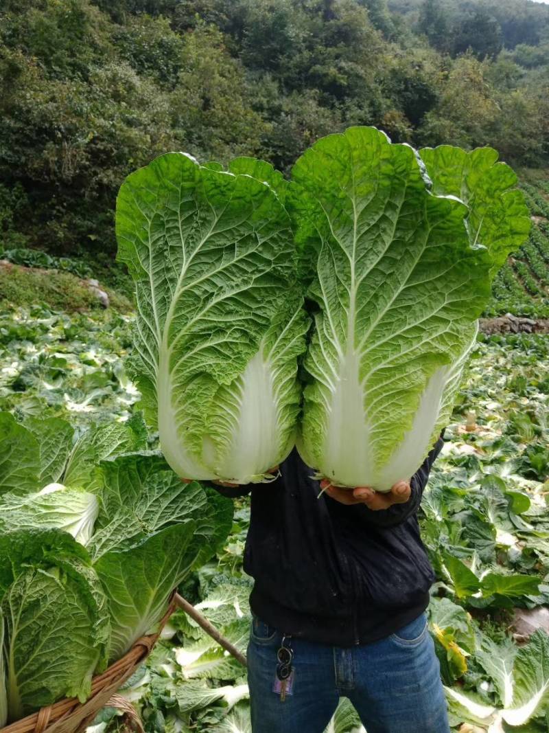龙克均噻菌铜大白菜软腐病烟草野火病黄瓜角斑病