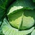 龙克均噻菌铜大白菜软腐病烟草野火病黄瓜角斑病