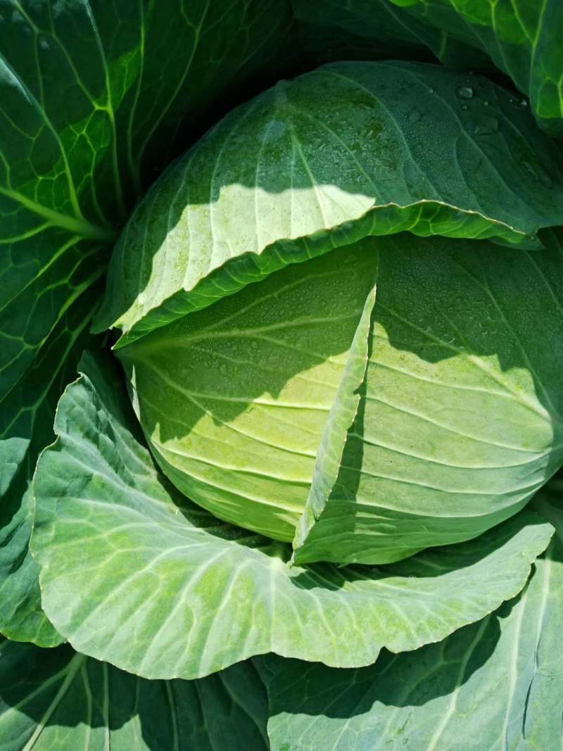 龙克均噻菌铜大白菜软腐病烟草野火病黄瓜角斑病