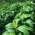 龙克均噻菌铜大白菜软腐病烟草野火病黄瓜角斑病