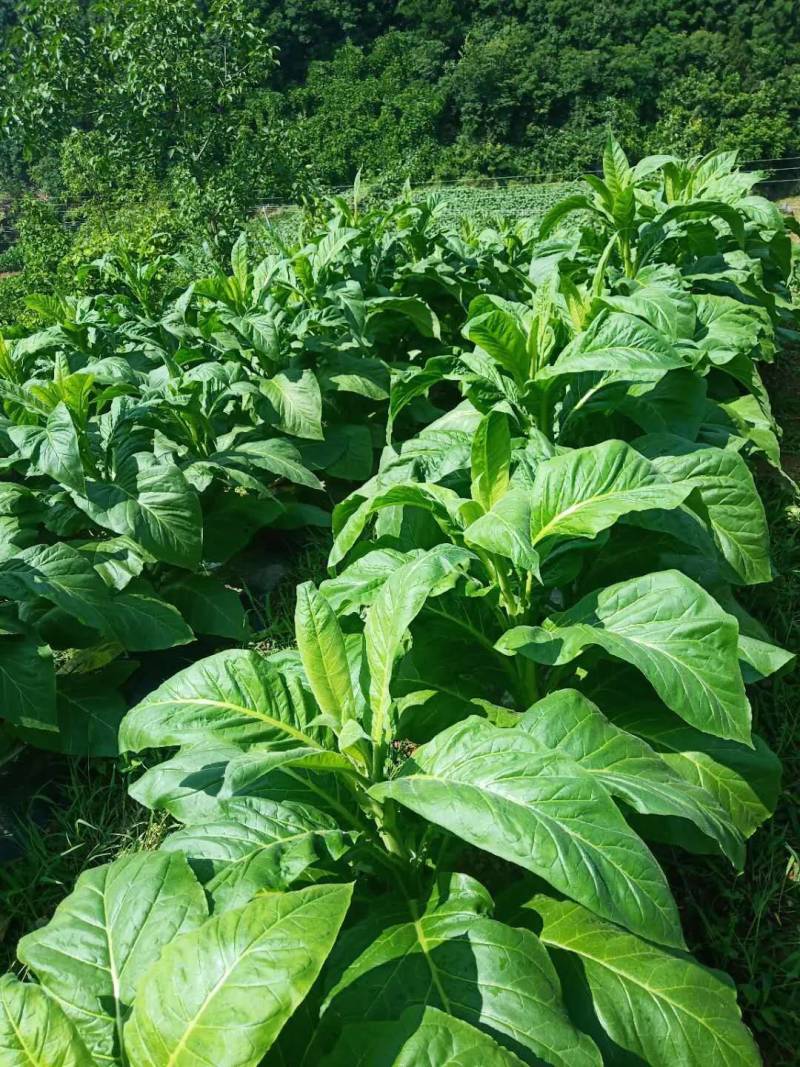 龙克均噻菌铜大白菜软腐病烟草野火病黄瓜角斑病