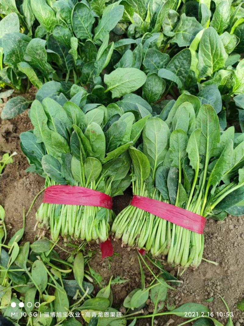 【推荐】大叶菠菜-大菠菜23-26公分-高杆菠菜山东高青