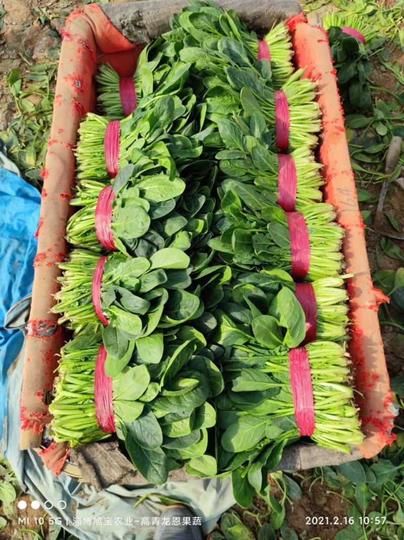 【推荐】大叶菠菜-大菠菜23-26公分-高杆菠菜山东高青