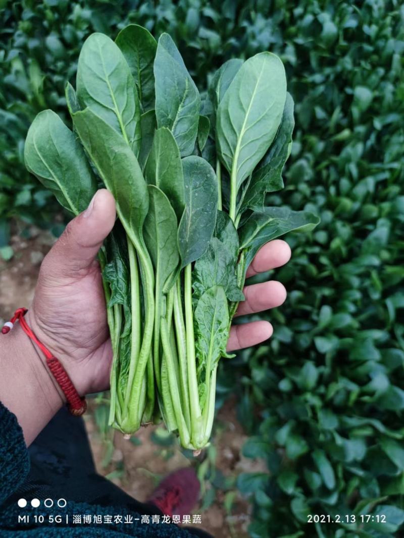 【推荐】大叶菠菜-大菠菜23-26公分-高杆菠菜山东高青