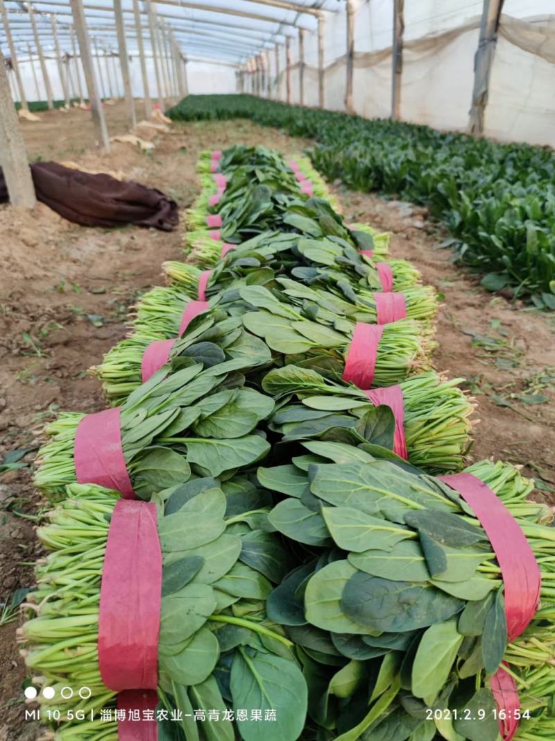 【推荐】大叶菠菜-大菠菜23-26公分-高杆菠菜山东高青
