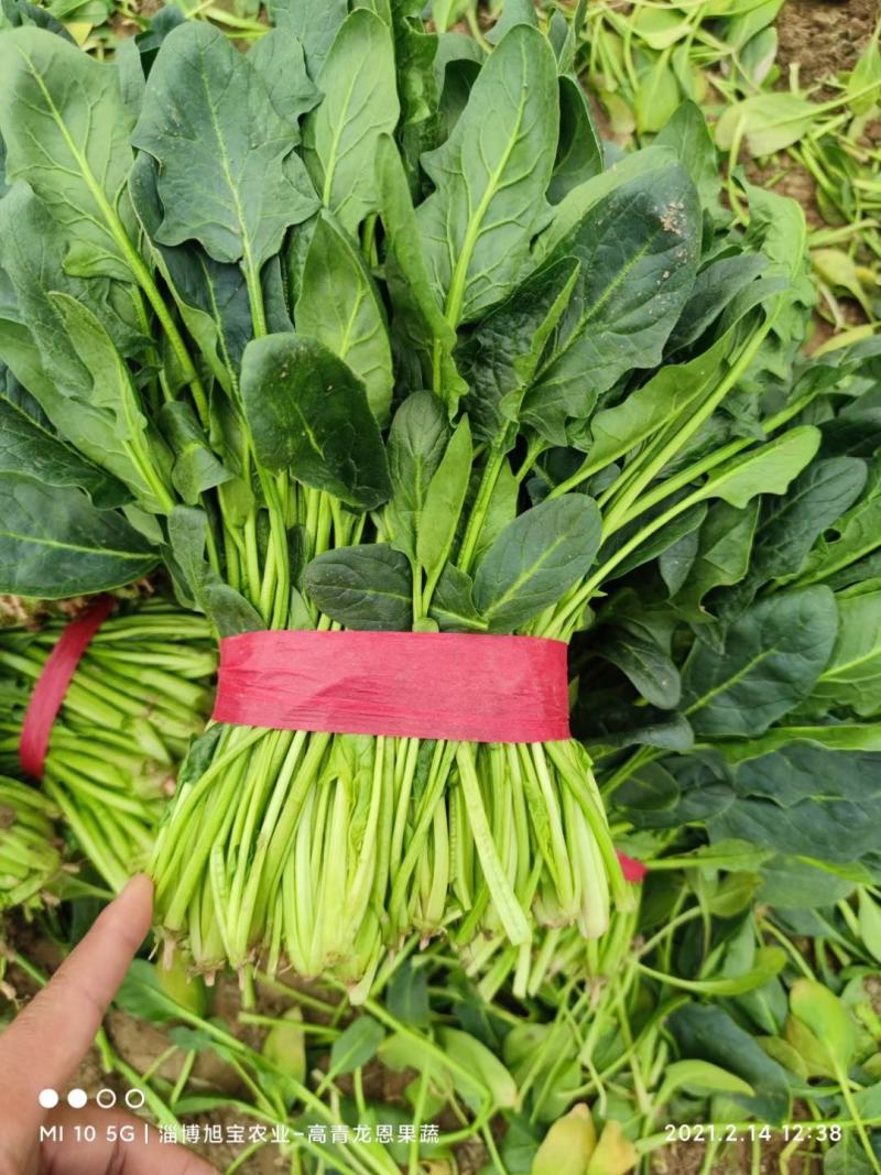 【推荐】大叶菠菜-大菠菜23-26公分-高杆菠菜山东高青