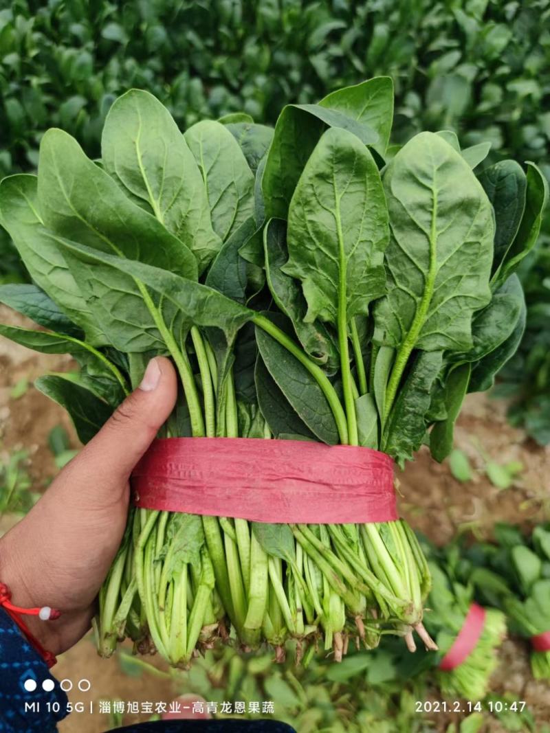 【推荐】大叶菠菜-大菠菜23-26公分-高杆菠菜山东高青