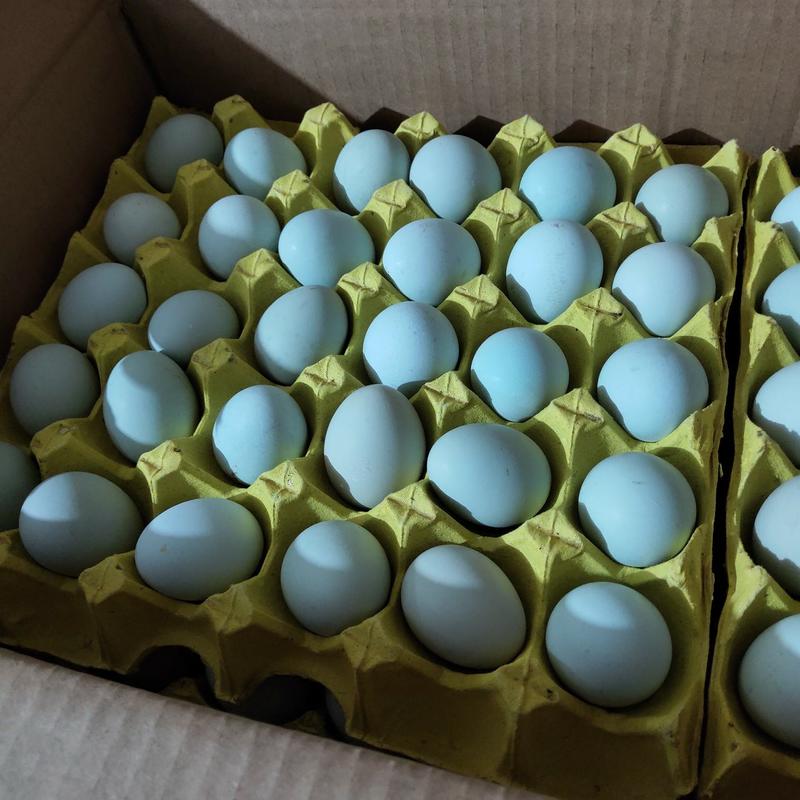 黑羽绿壳鸡蛋乌鸡蛋农家散养日捡日发鲜美香醇30枚50枚