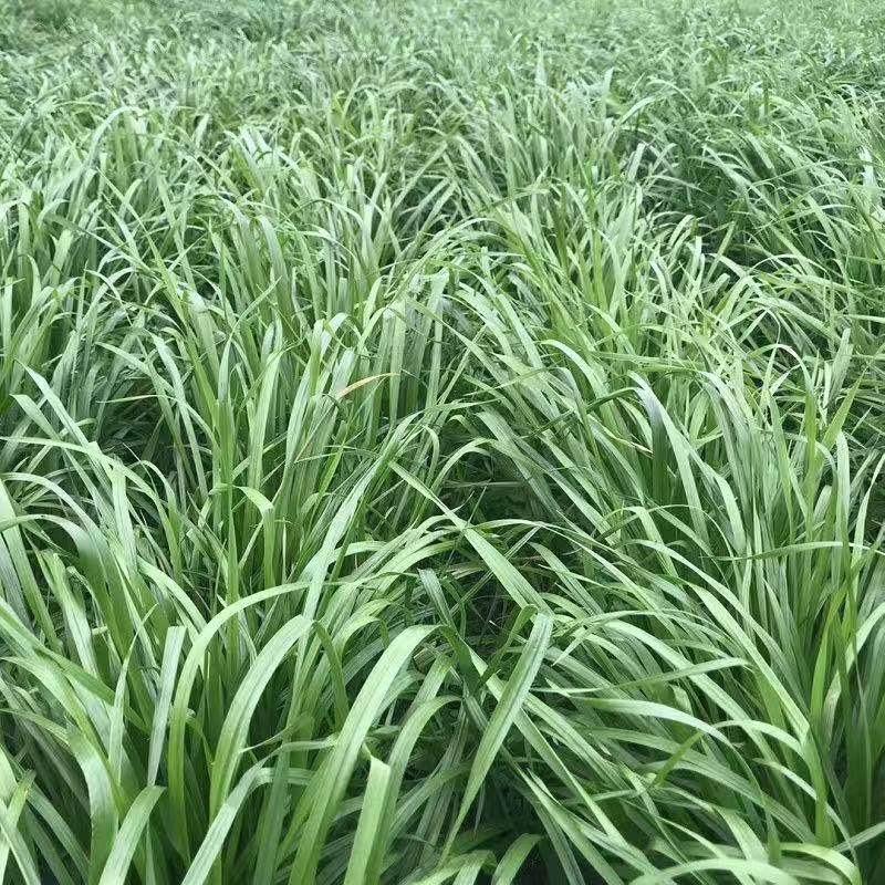 沃土抗倒伏黑麦草种子高产一年生四倍体黑麦草种子进口草种