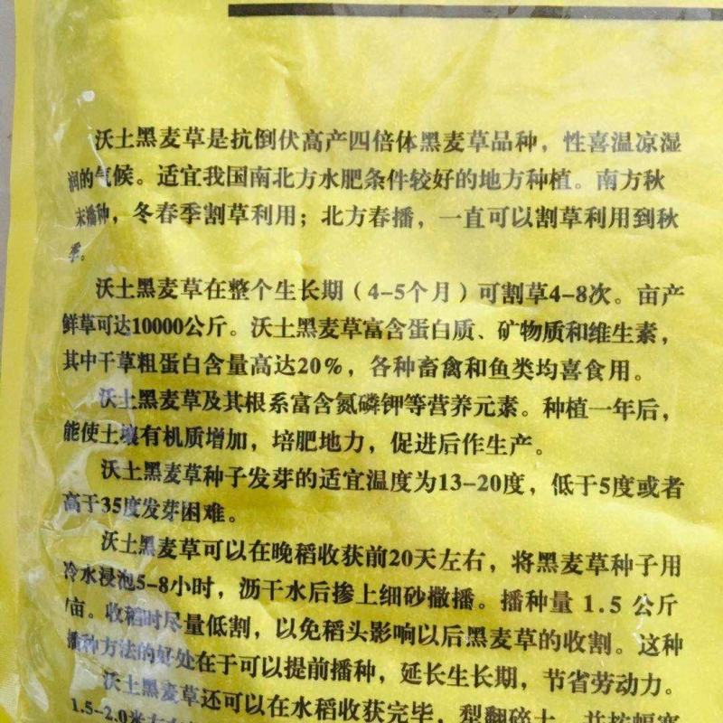 沃土抗倒伏黑麦草种子高产一年生四倍体黑麦草种子进口草种