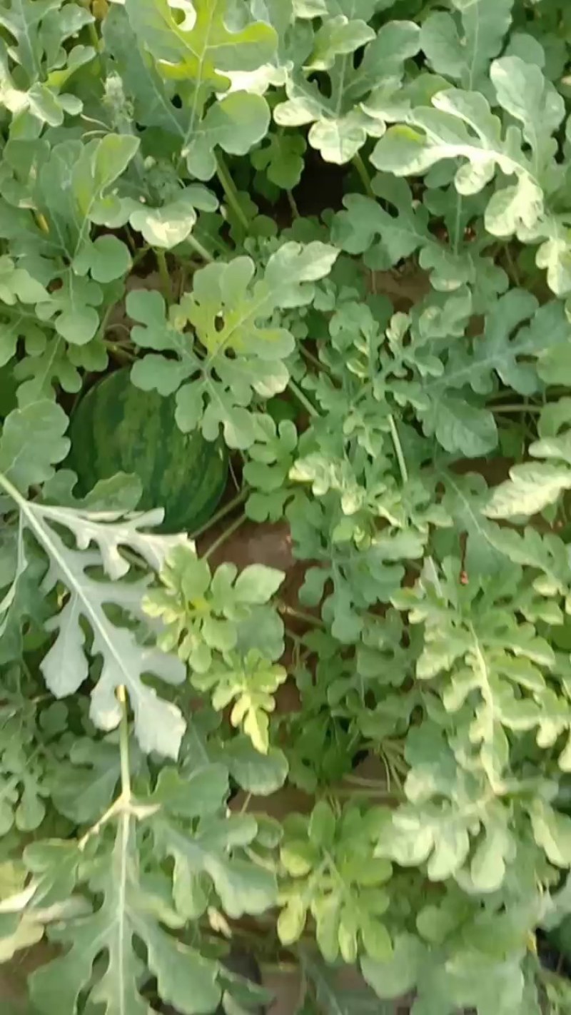 赤峰打瓜