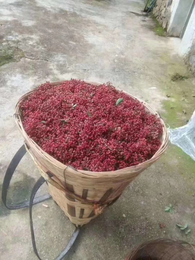 大量上市茂县花椒(全国包邮)
