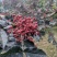 大量上市茂县花椒(全国包邮)