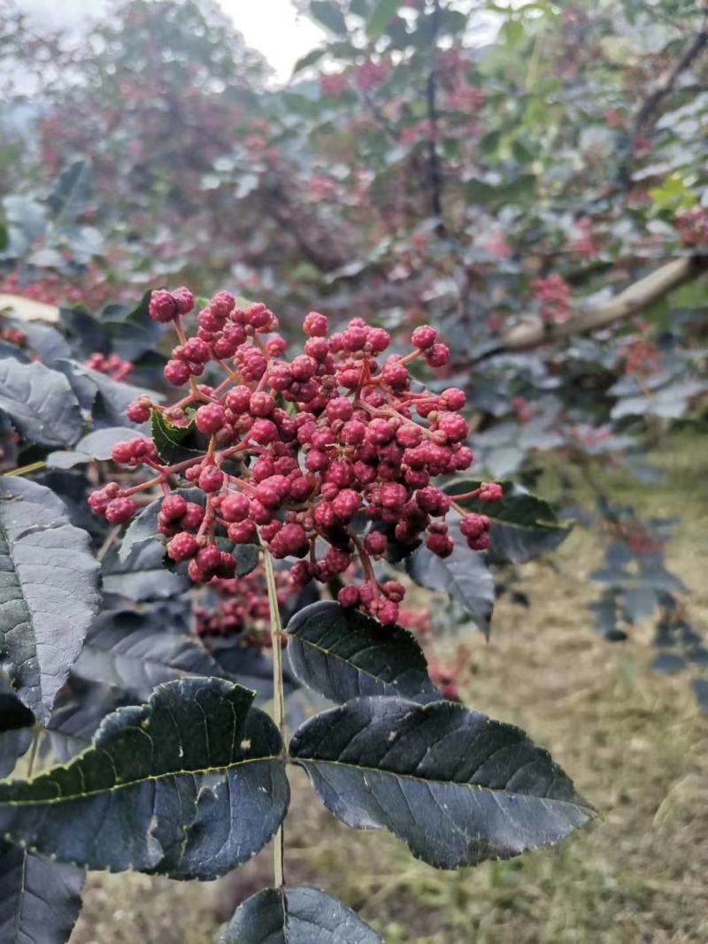 大量上市茂县花椒(全国包邮)