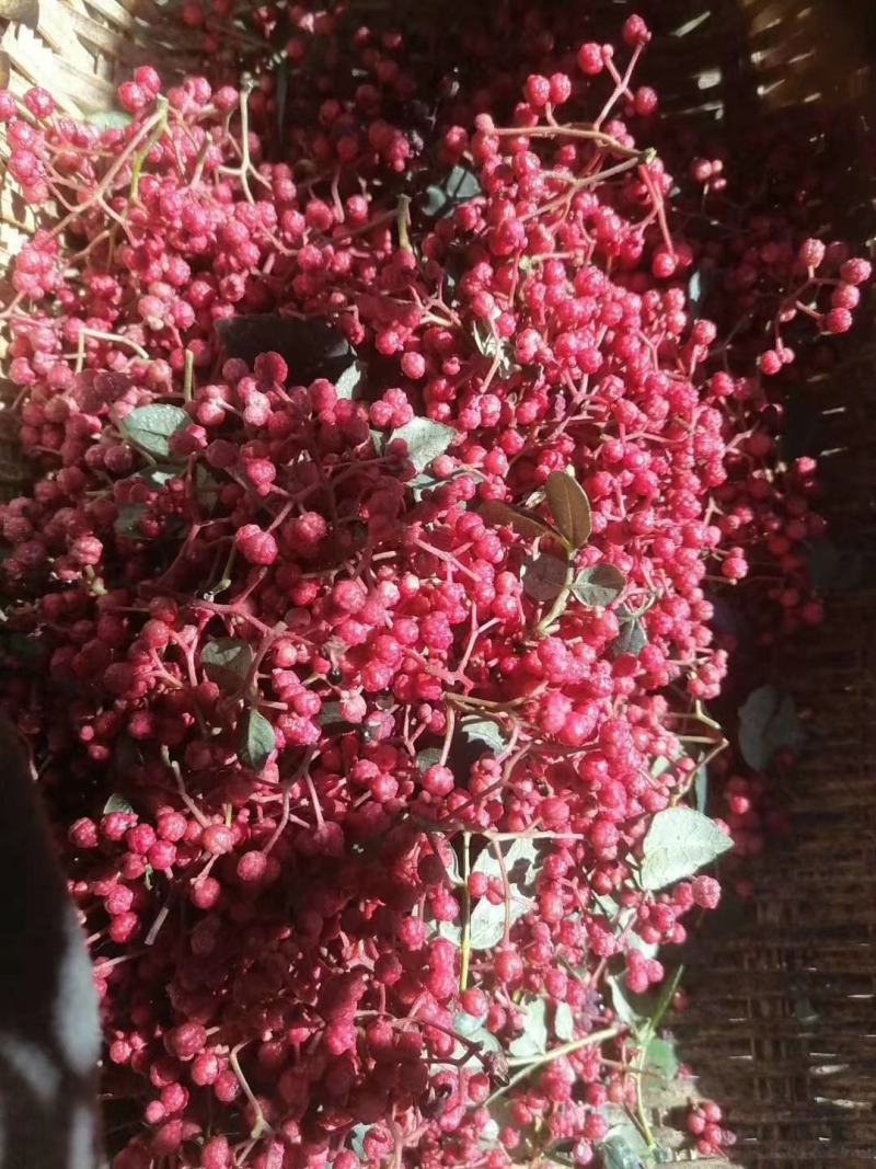 大量上市茂县花椒(全国包邮)