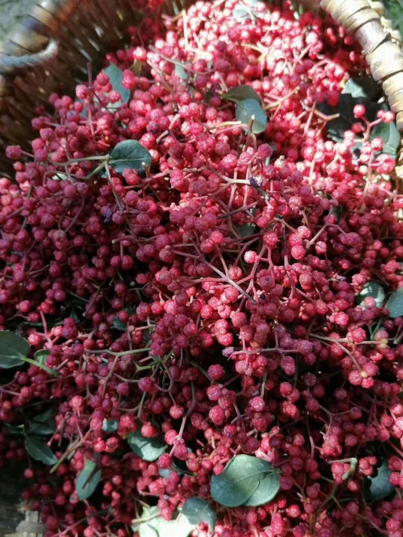 大量上市茂县花椒(全国包邮)