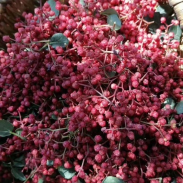 大量上市茂县花椒(全国包邮)