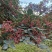 大量上市茂县花椒(全国包邮)