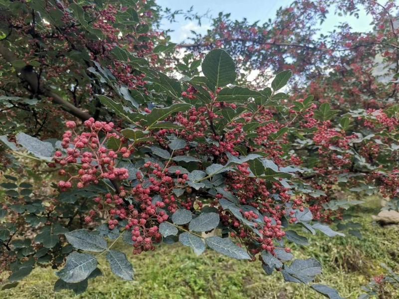 大量上市茂县花椒(全国包邮)