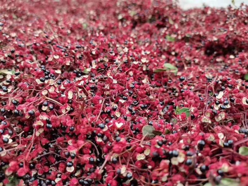 大量上市茂县花椒(全国包邮)