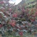 大量上市茂县花椒(全国包邮)