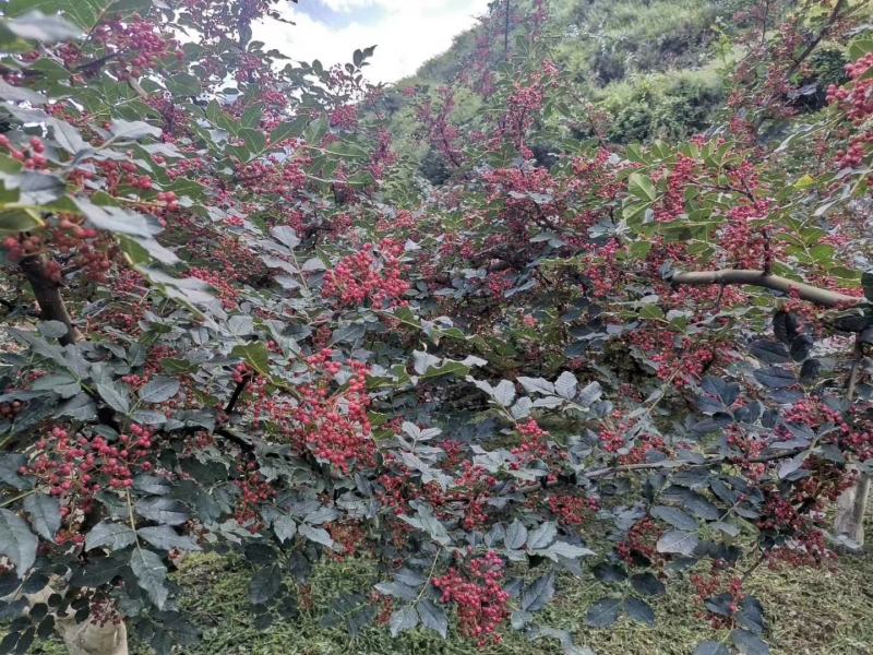 大量上市茂县花椒(全国包邮)