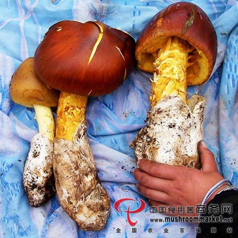 鹅蛋菌(黄丝菌)