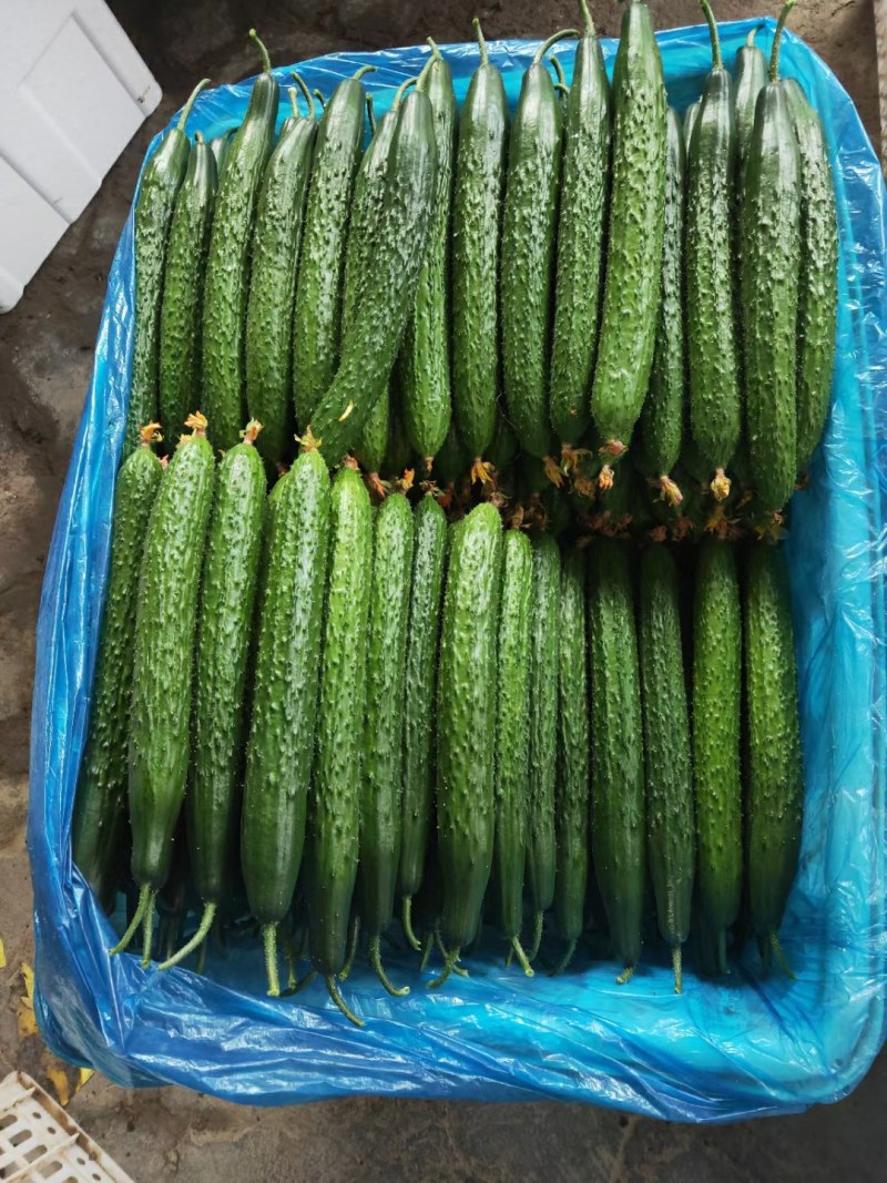 精品黄瓜，大量现货天天新鲜货