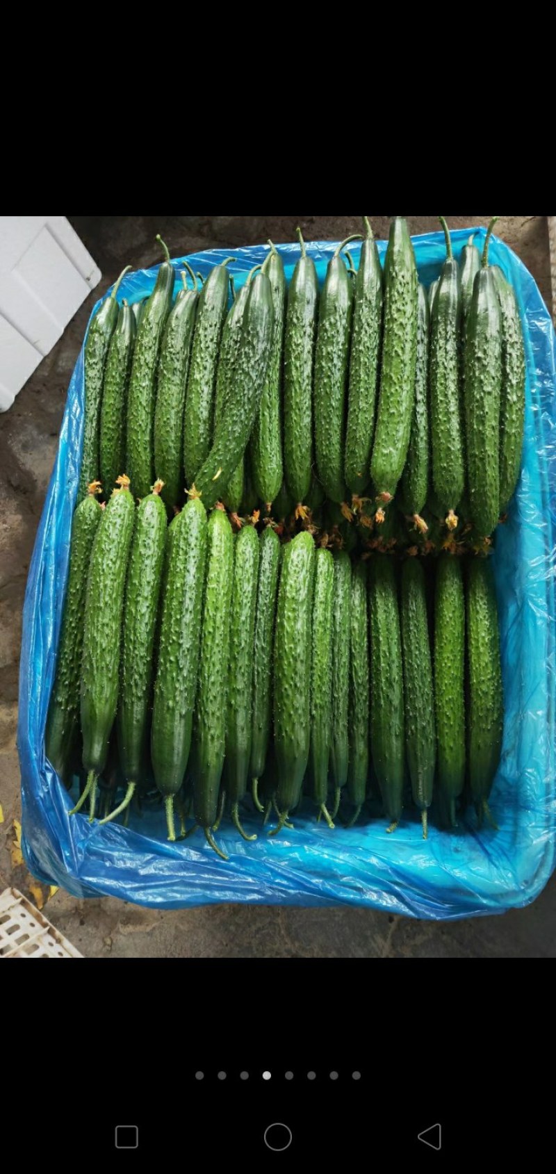 精品黄瓜，大量现货天天新鲜货