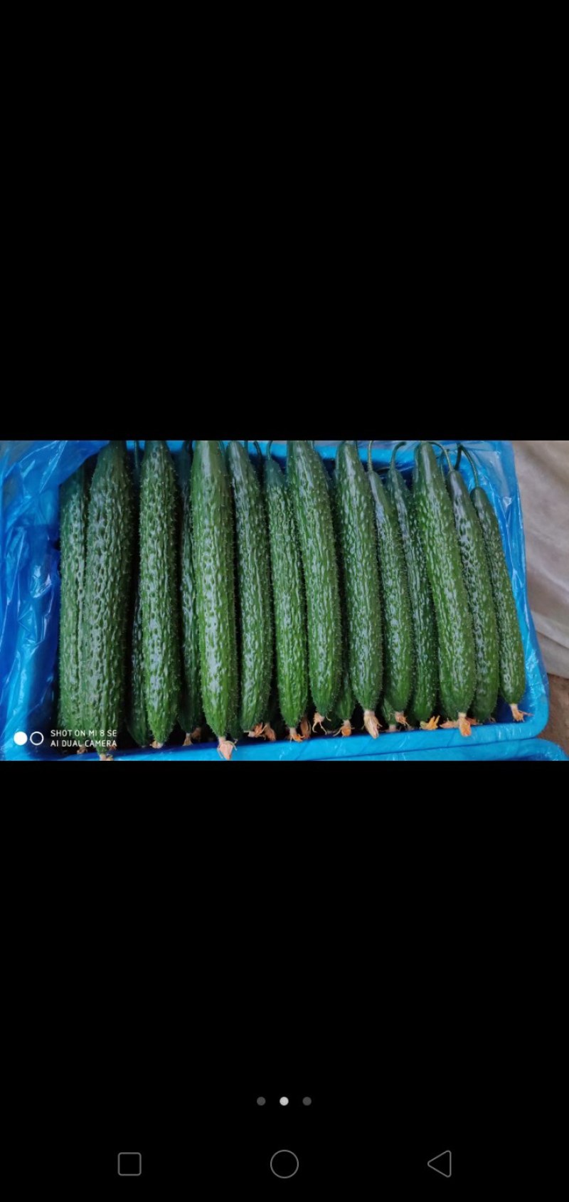 精品黄瓜，大量现货天天新鲜货