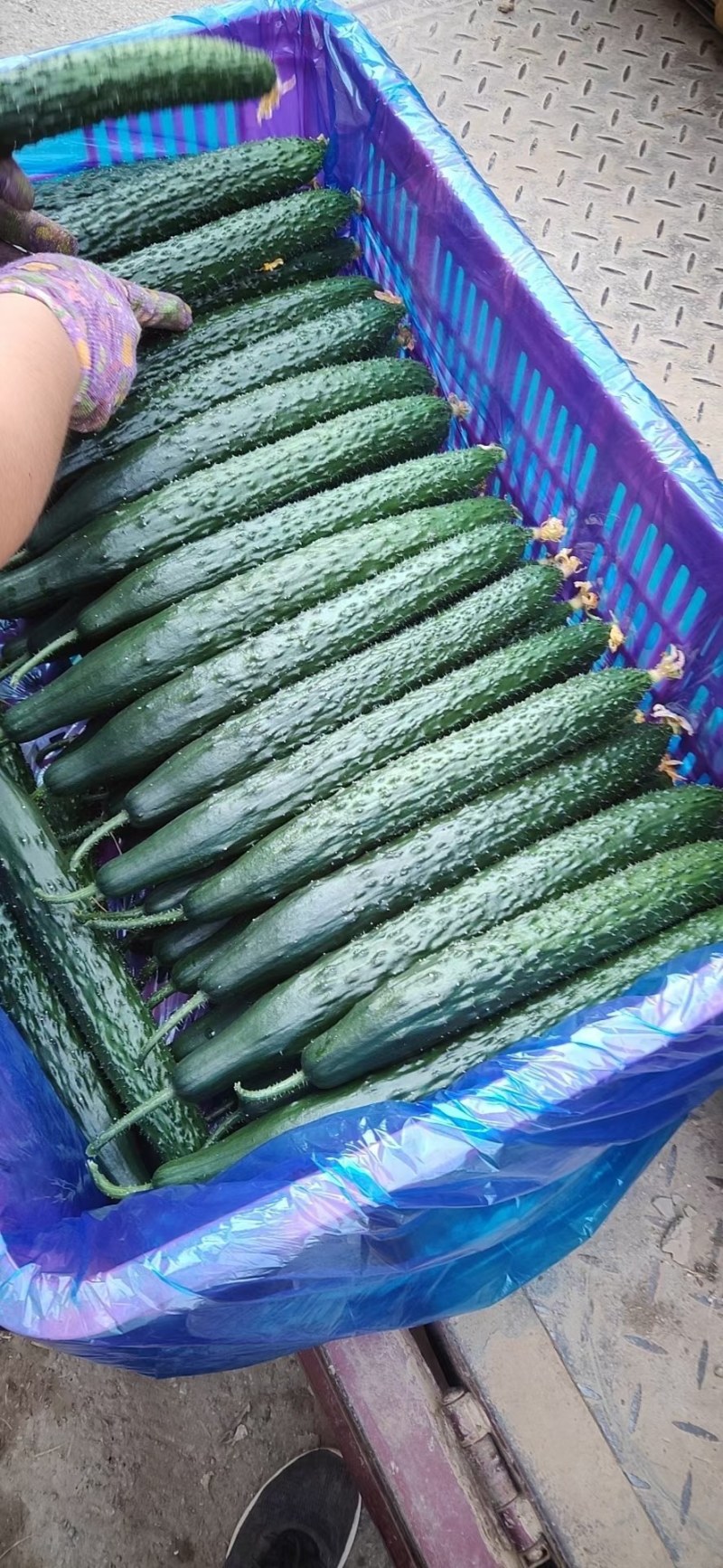 精品黄瓜，大量现货天天新鲜货